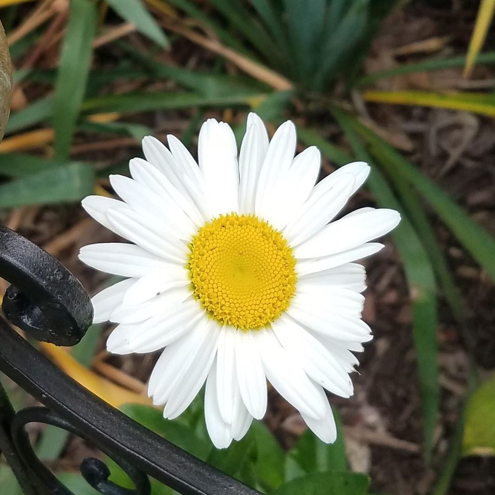 Meet your Posher, Koren